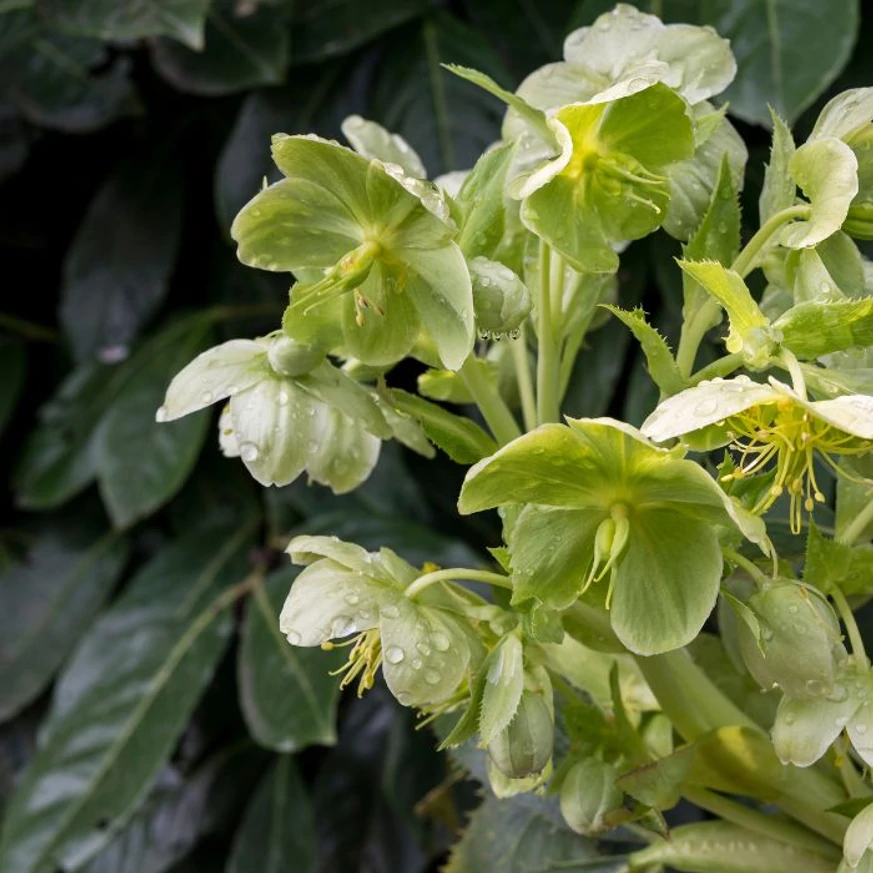 Helleborus niger - Trandafirul Crăciunului