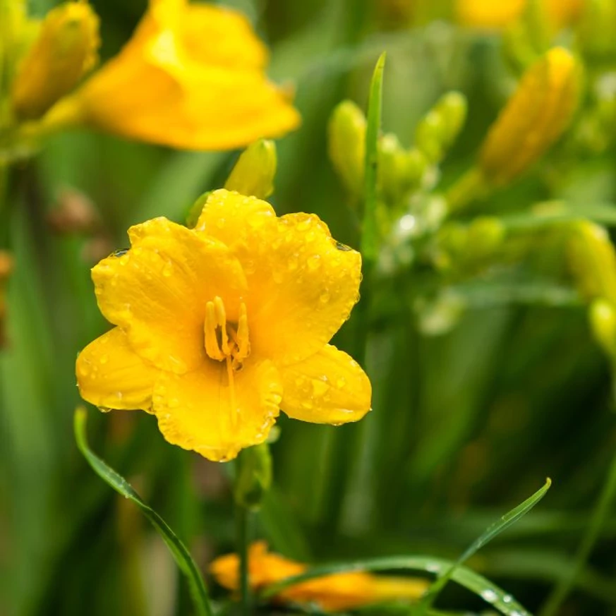 Hemerocallis Stella de Oro - Crin de vară pitic