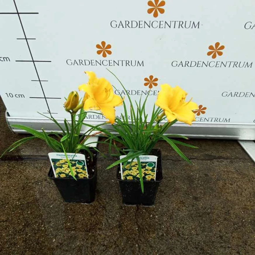 Florile galbene de Hemerocallis Stella de Oro.