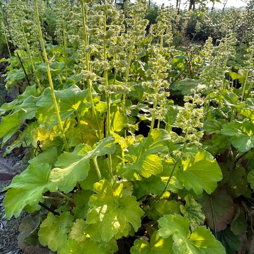 Florile și frunzele clopoțelului verde-lime. 