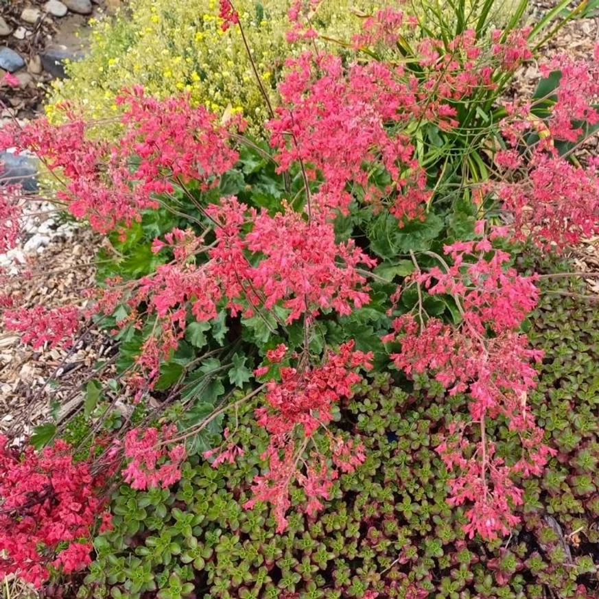 Heuchera sanguinea Leuchtkafer înflorește abundent. 