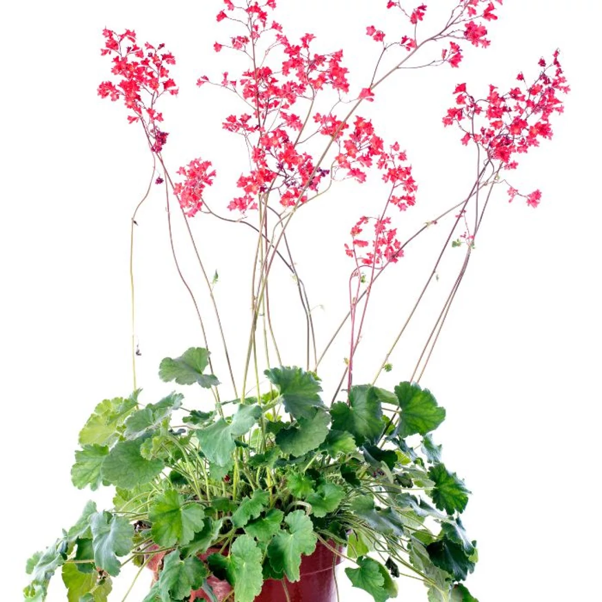 Gingașa Heuchera sanguinea Leuchtkafer într-un ghiveci. 
