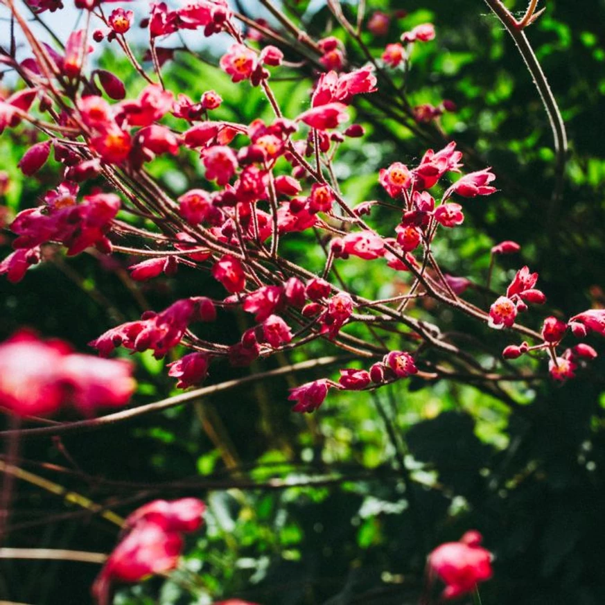 Florile plantei perene Heuchera sanguinea Leuchtkafer seamnănă cu niștei clopoței.  cu niște 