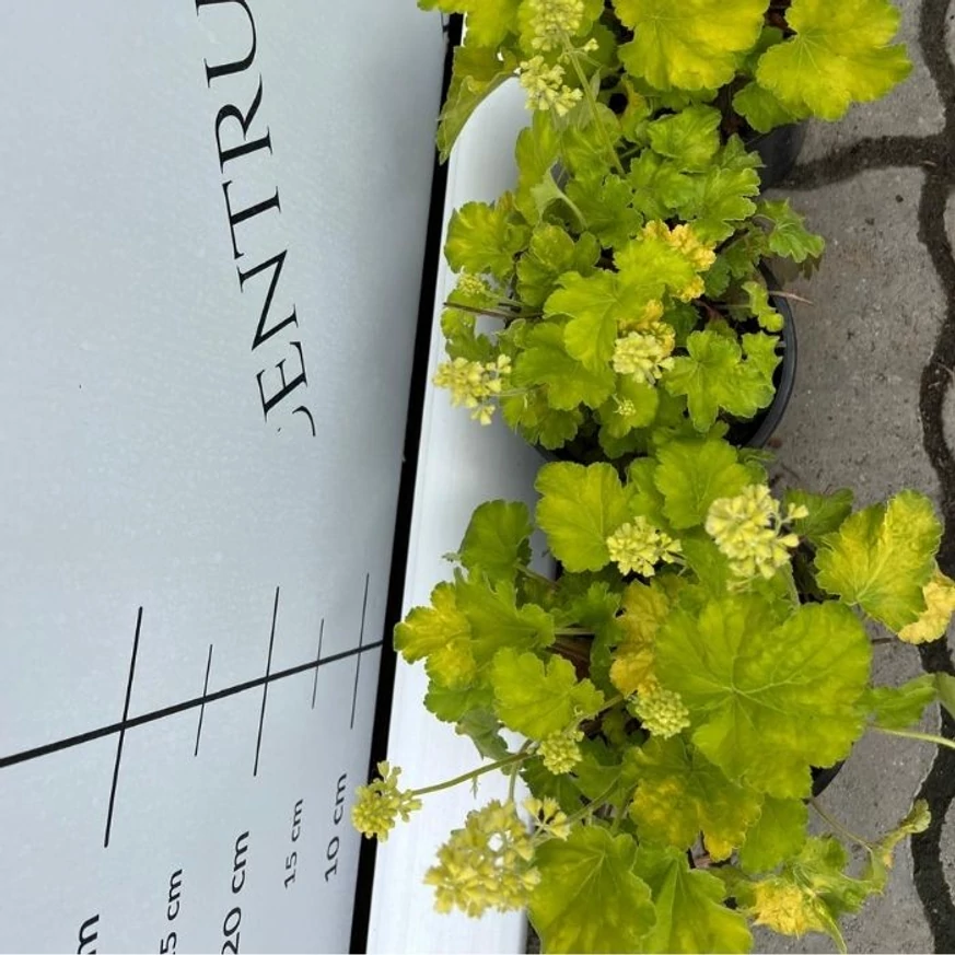 Clopoțelul verde-lime în pepiniera noastră în luna mai. 