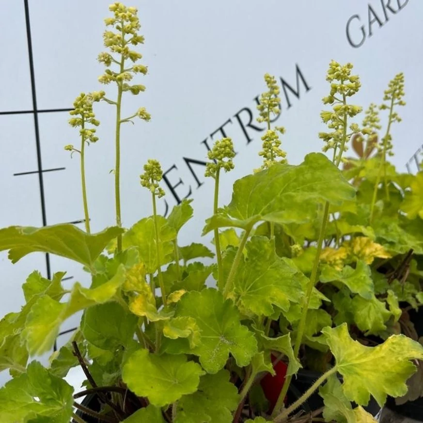 Heuchera Little C. Blondie in Lime în pepiniera noastră. 