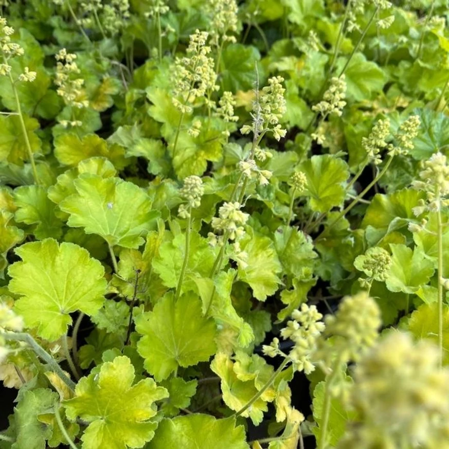 Clopoțelul Heuchera Little C. Blondie in Lime este potrivit și ca acoperitor de sol. 