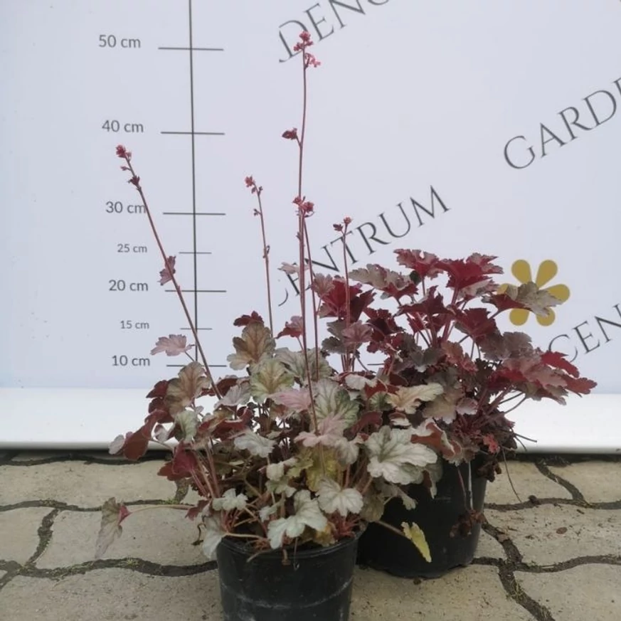 Clopoțel argintiu Silverberry disponibil în gama noastră la Gardencentrum.