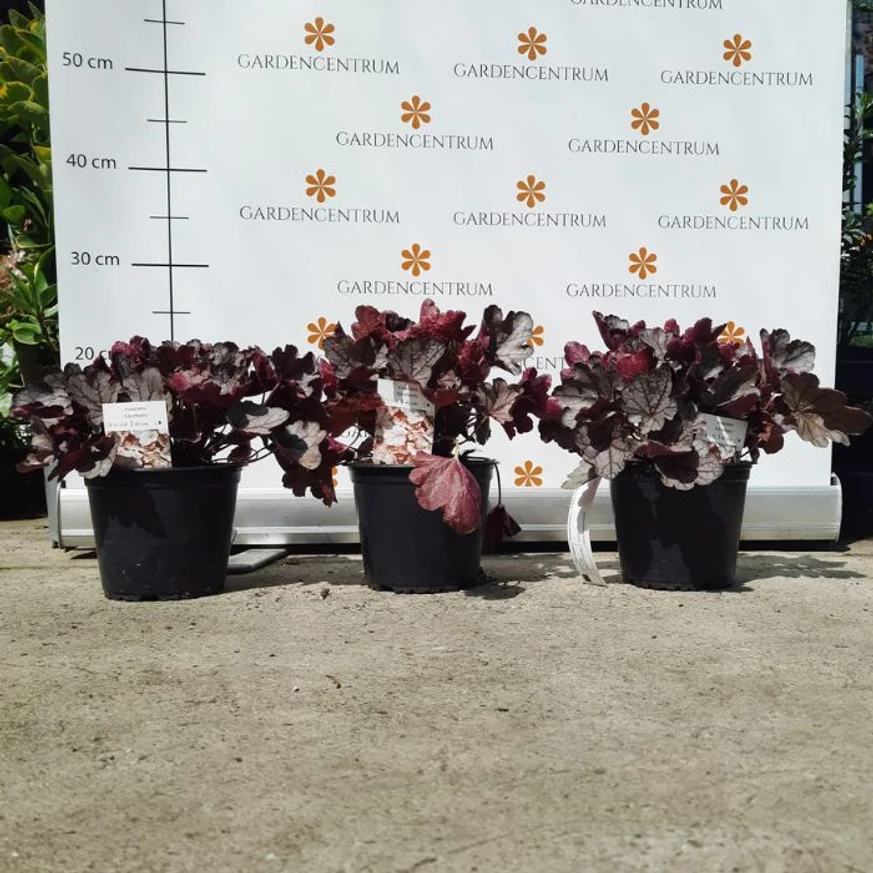Heuchera Silverberry în pepiniera noastrâ în luna septembrie. 