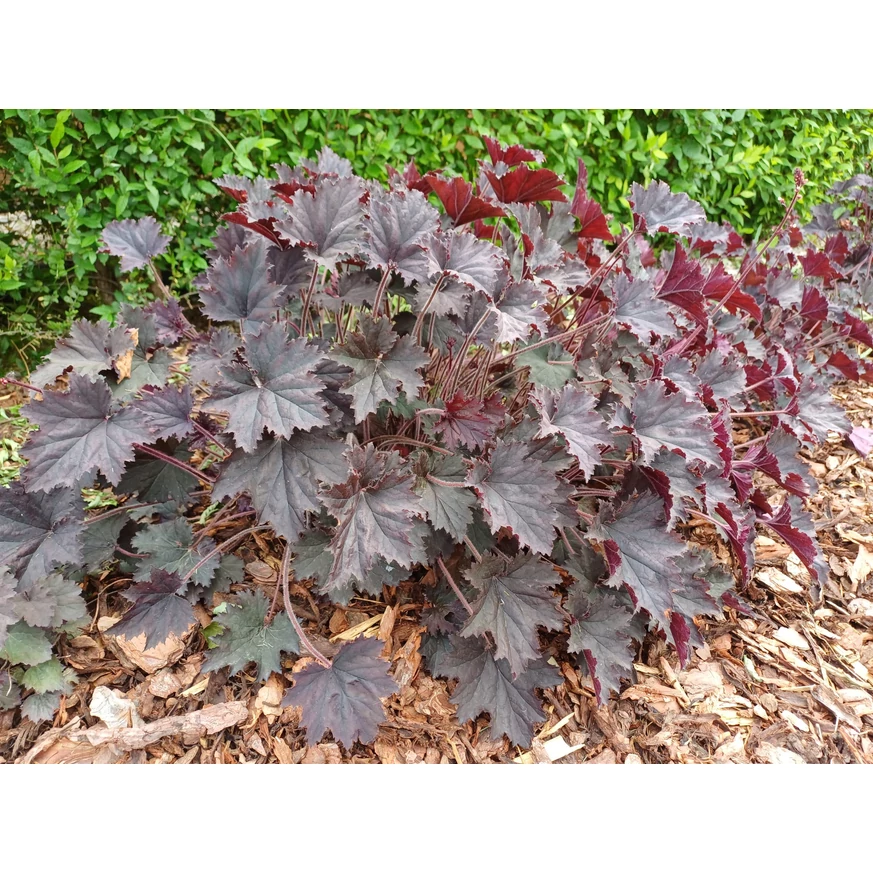 Heuchera micrantha - Clopoțelul purpuriu
