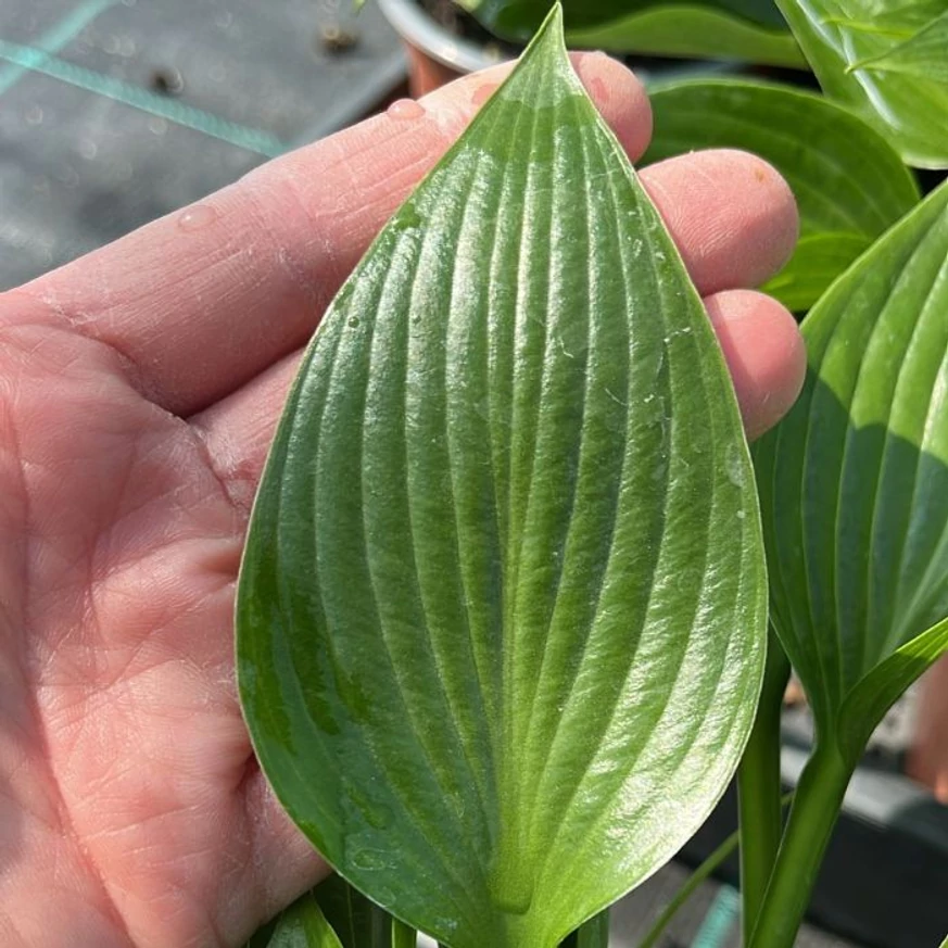 Hosta Devon Green P14 - Crin de toamnă