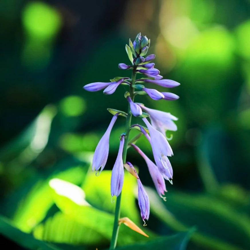Hosta fortunei Francee decorează cu florile sale delicate,  care se ridică grațios deasupra frunzișului.