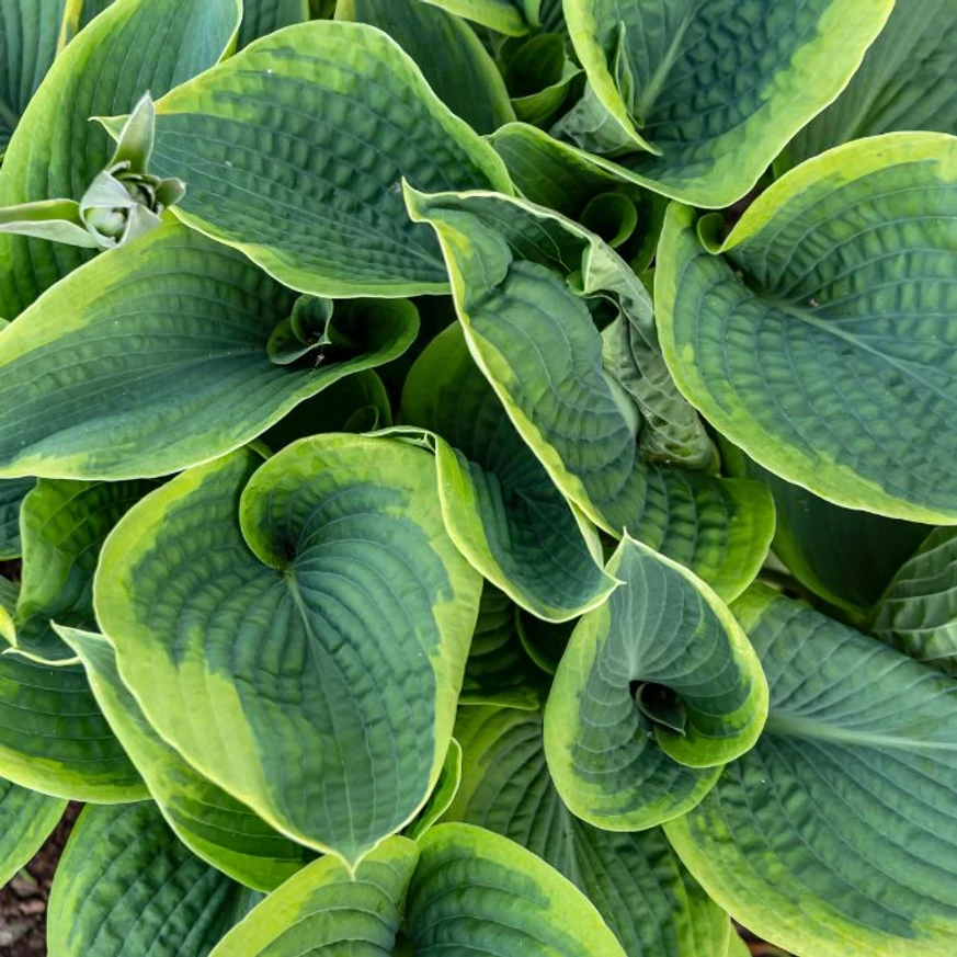 Hosta sieboldiana Frances Williams decorează cu frunzele sale verde-albăstrui, fiind o plantă acoperitoare de sol deosebită.