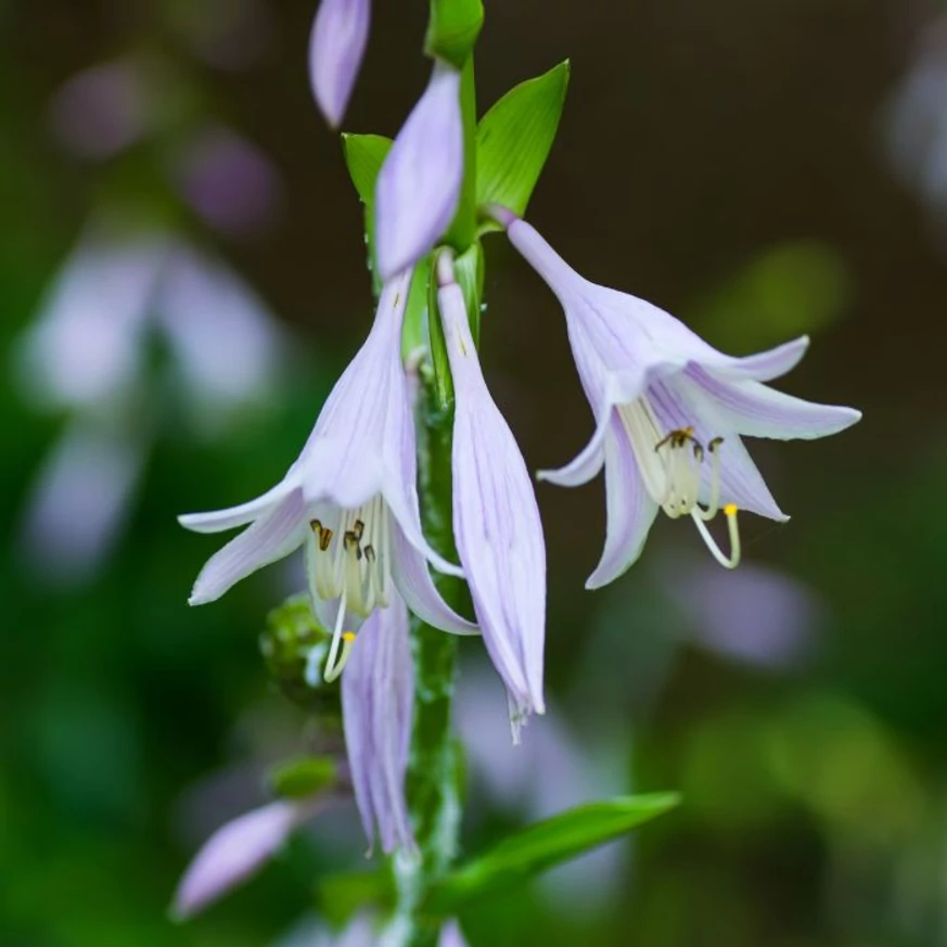 Florile crinului de tomană Frances Williams. 