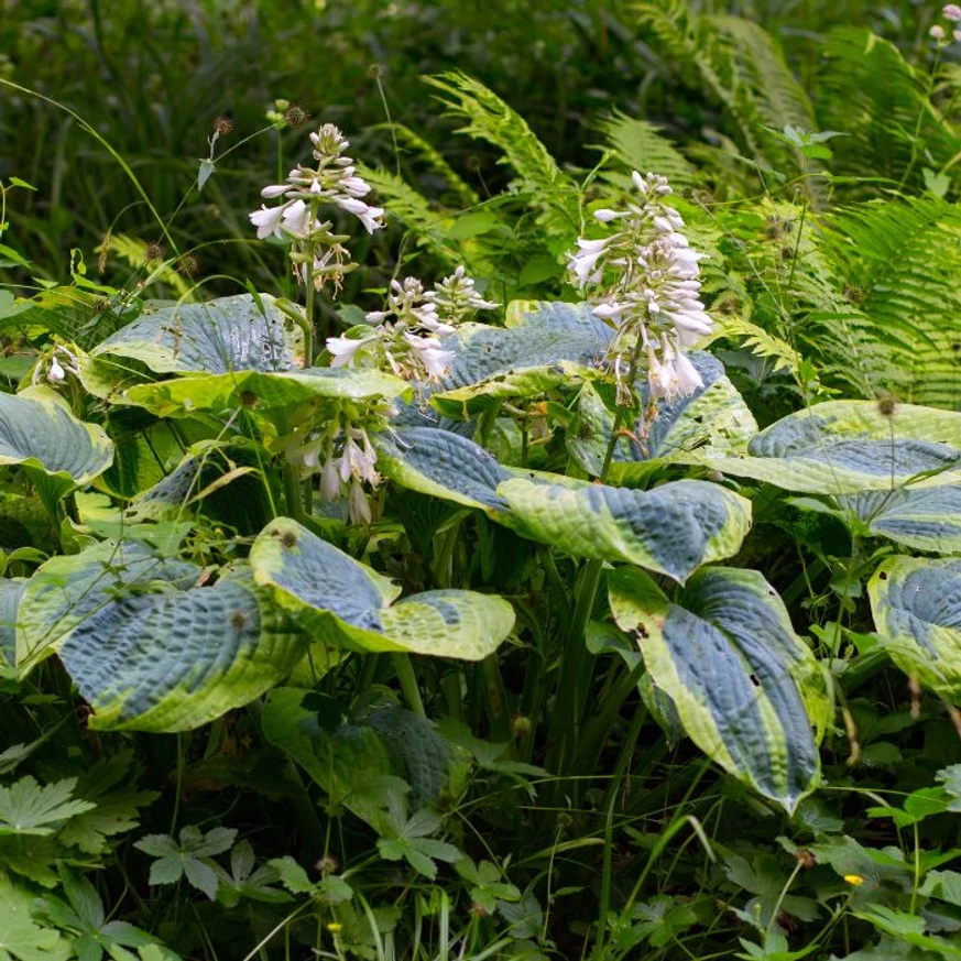 Hosta sieboldiana Frances Williams în timpul înfloririi. 