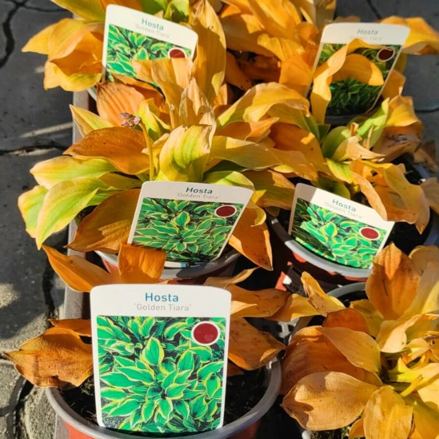 Hosta Golden Tiara - Crin de toamnă