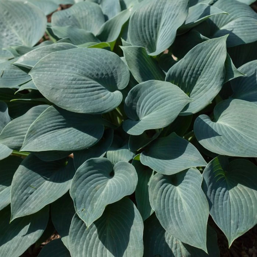 Frunzele deosebite ale crinului de toamnă Hosta tardiana Halcyon. 