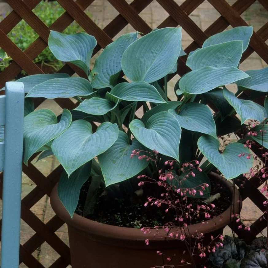 Hosta tardiana Halcyon plantat într-un ghiveci poate decora terasa sau balconul. 
