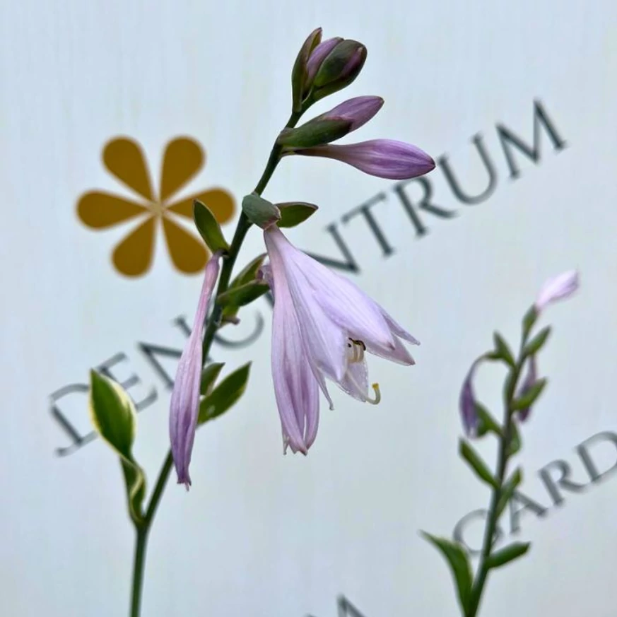 Florile crinului de toamnă Patriot în luna iulie.