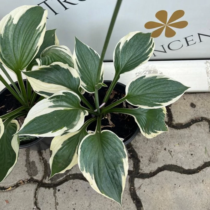 Hosta Patriot cu frunziș bogat din oferta noastră.