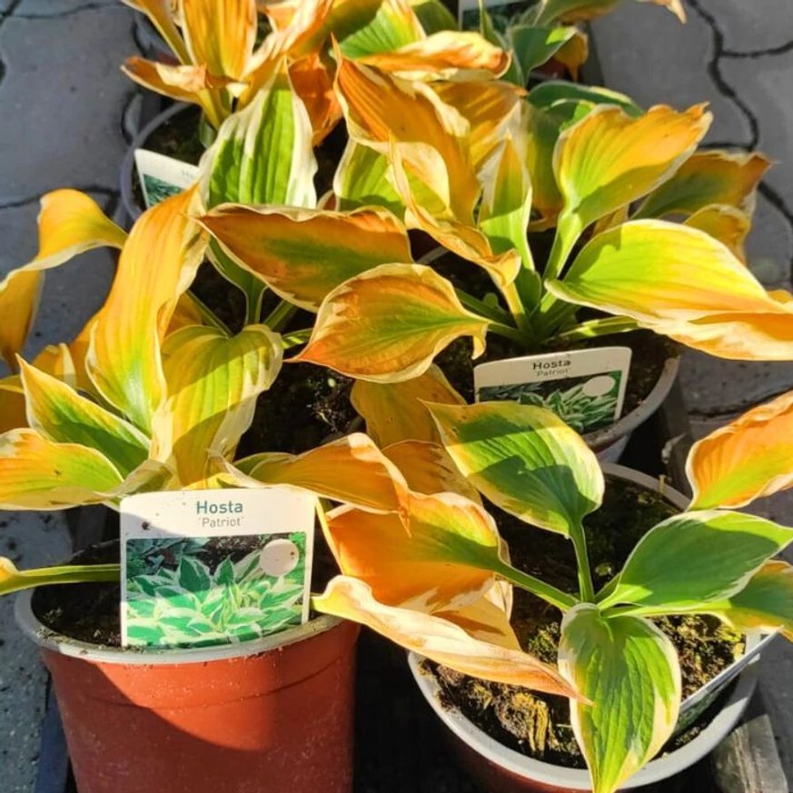 Aspectul plantelor Hosta Patriot toamna, în centrul nostru de grădinărit.
