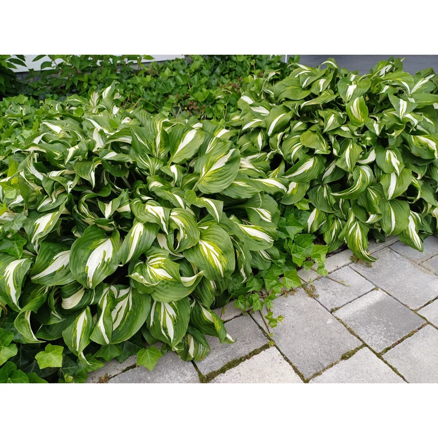 Hosta plantat într-un strat de flori.