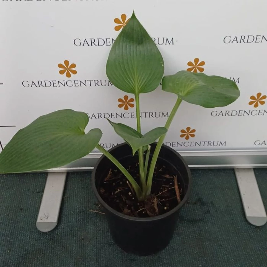 Hosta Devon Green P14 - Crin de toamnă