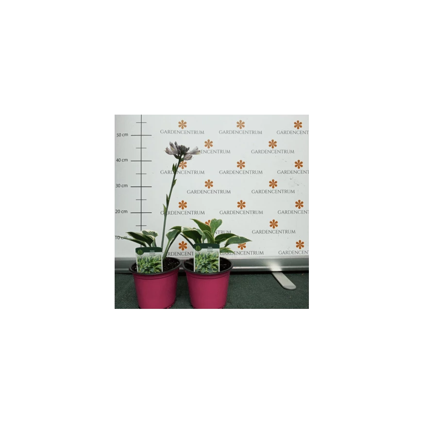 Hosta First Frost în pepiniera noastră la sfârșitul lunii iunie. 