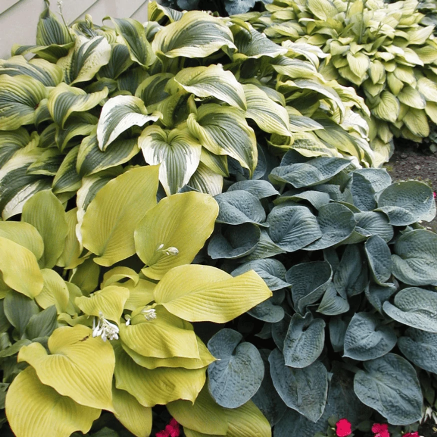 Plantarea crinilor pereni de toamnă împreună adaugă o culoare uimitoare grădinilor umbrite.