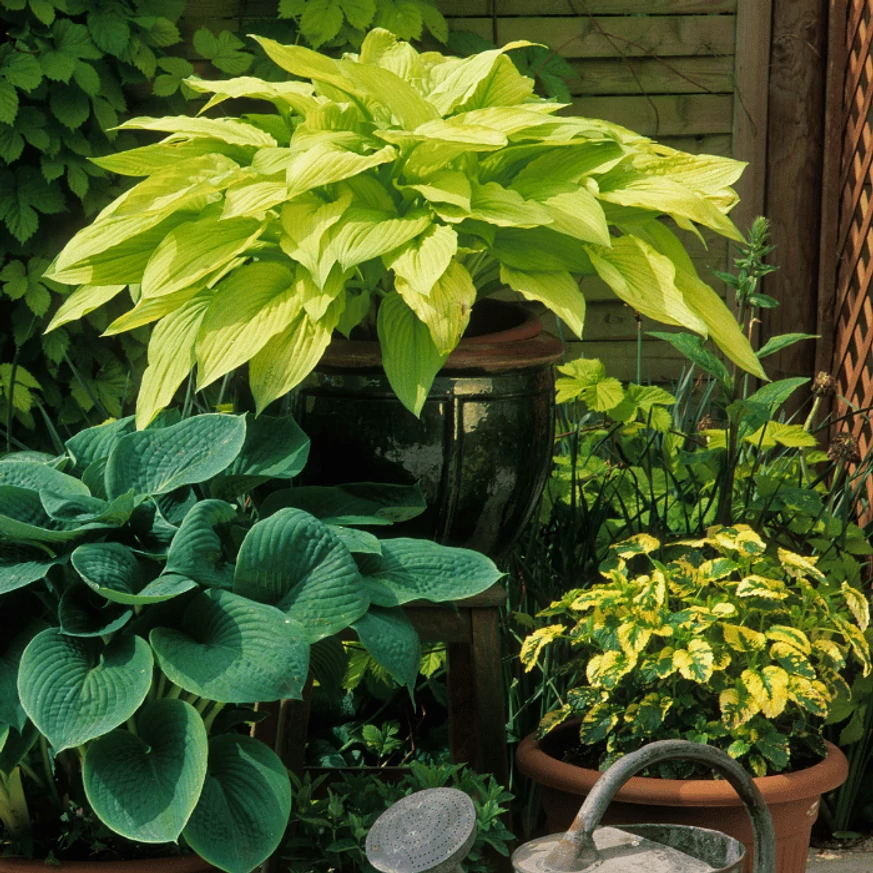 Crinul de toamnă poate fi plantat și într-un ghiveci. 