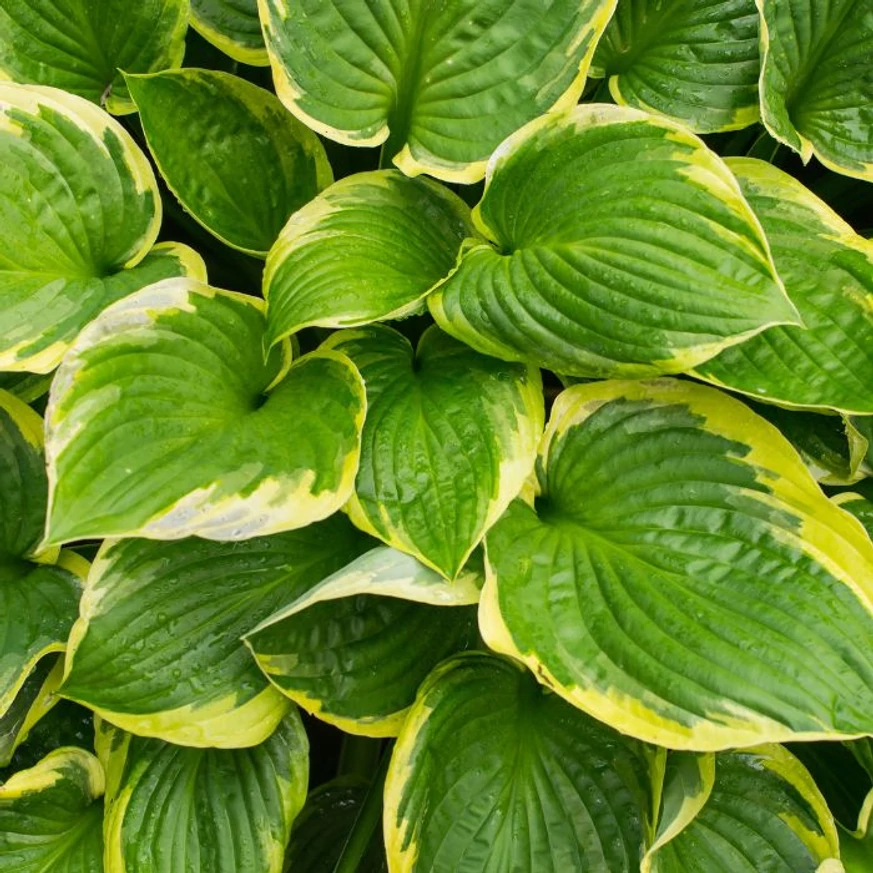 Hosta Golden Tiara - Crin de toamnă