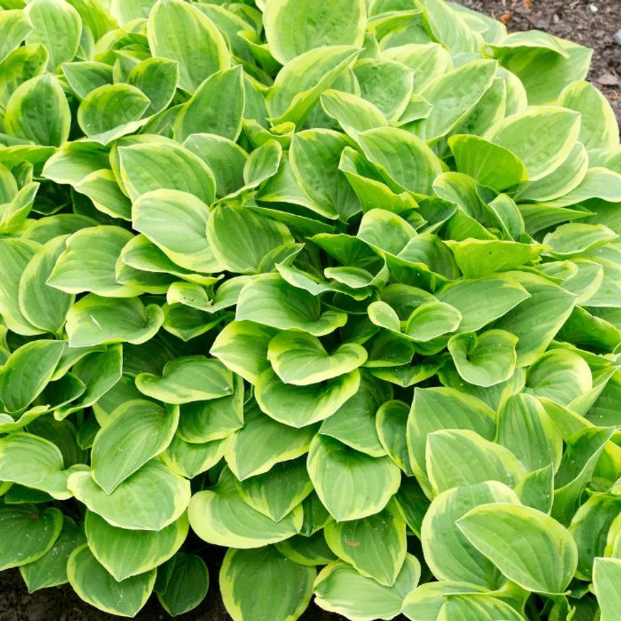 Hosta Golden Tiara - Crin de toamnă