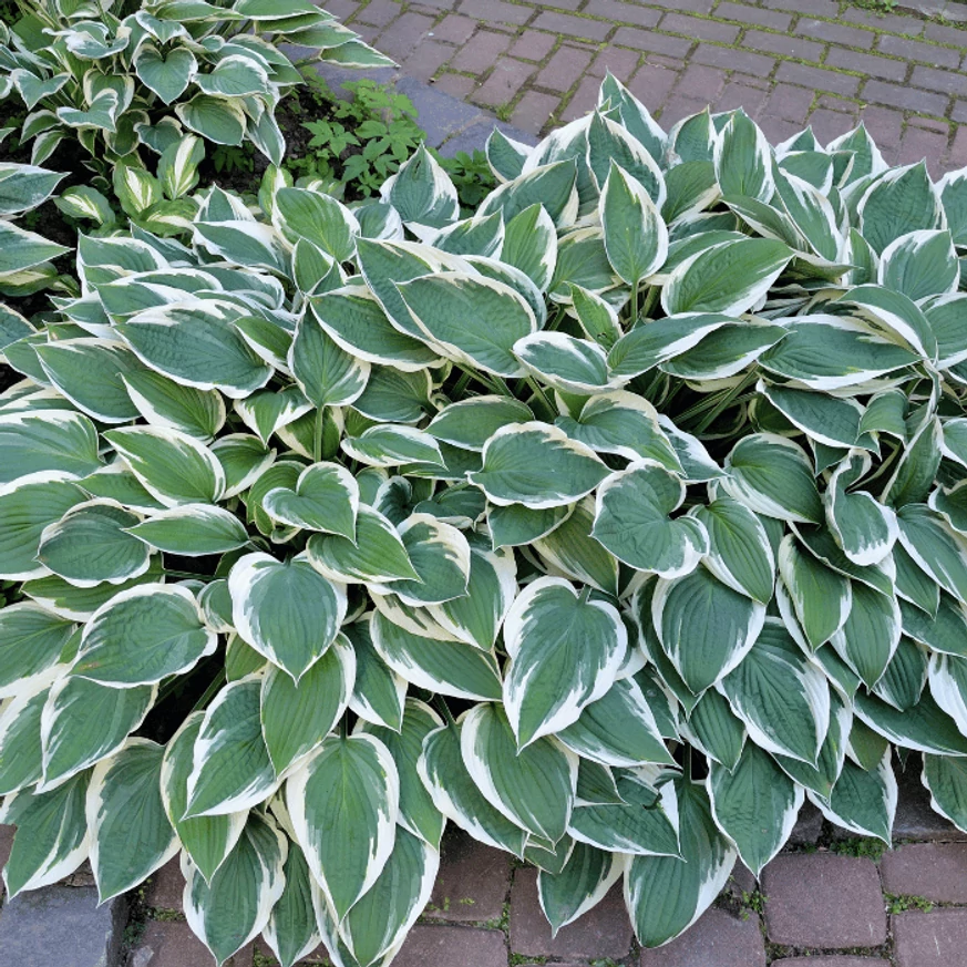 Frunzișul verde cu margini albe a plantei Hosta