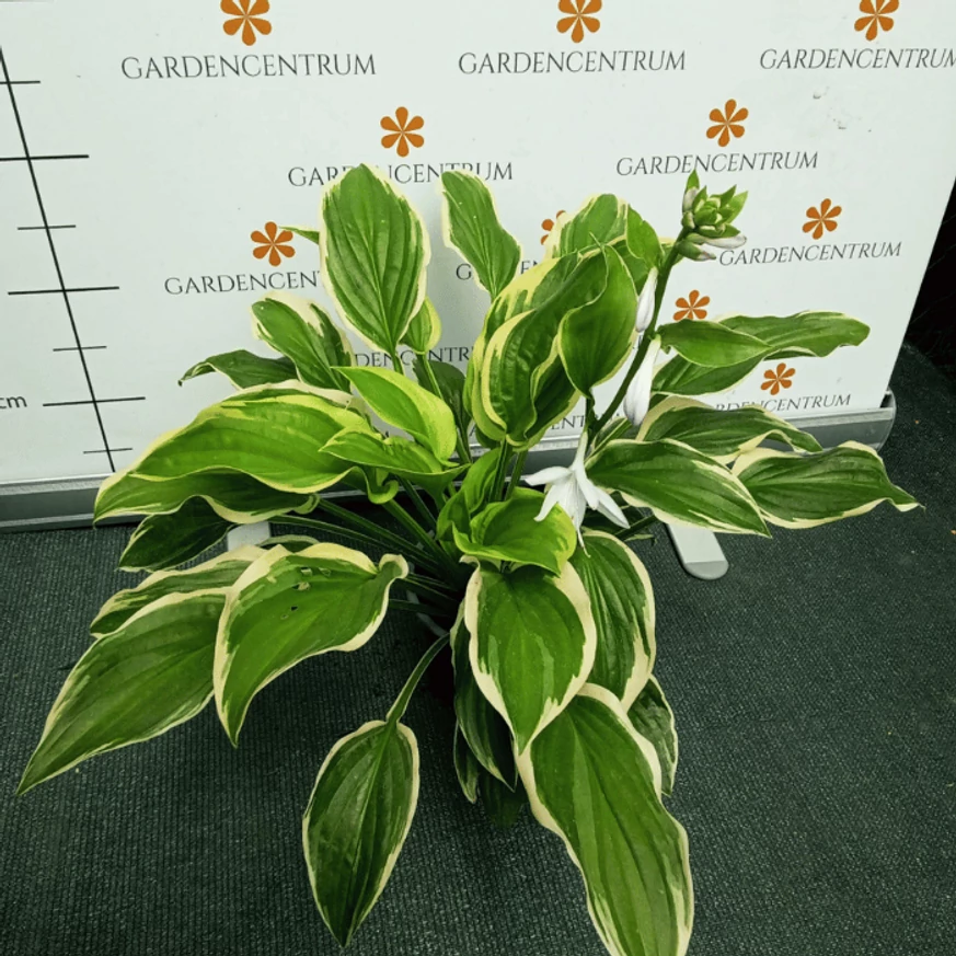 Hosta So Sweet - Crin de toamnă