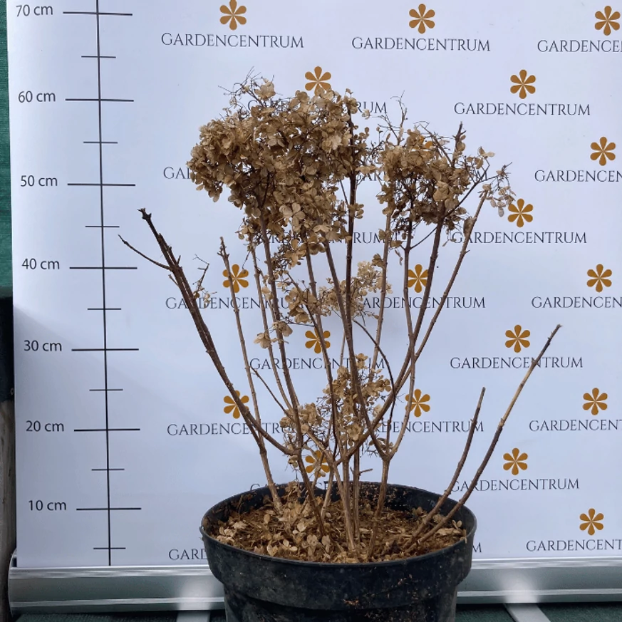 Hortensia Bobo, în mijlocul lunii martie. 