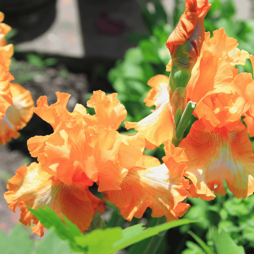 Iris Apricot Silk cu înflorire lungă. 