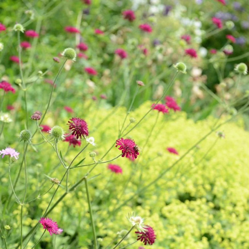 Knautia macedonica crează atmosfera unei câmpii cu flori. 