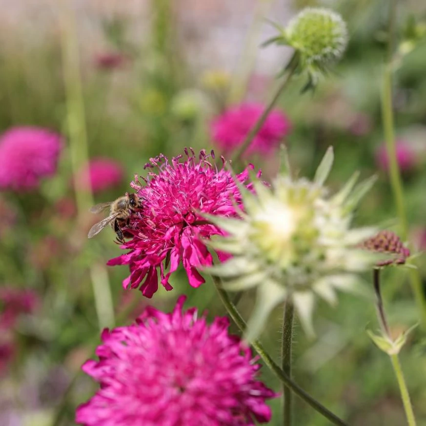 Florile plantei Knautia macedonica sunt iubite și de insectele polenizatoare. 