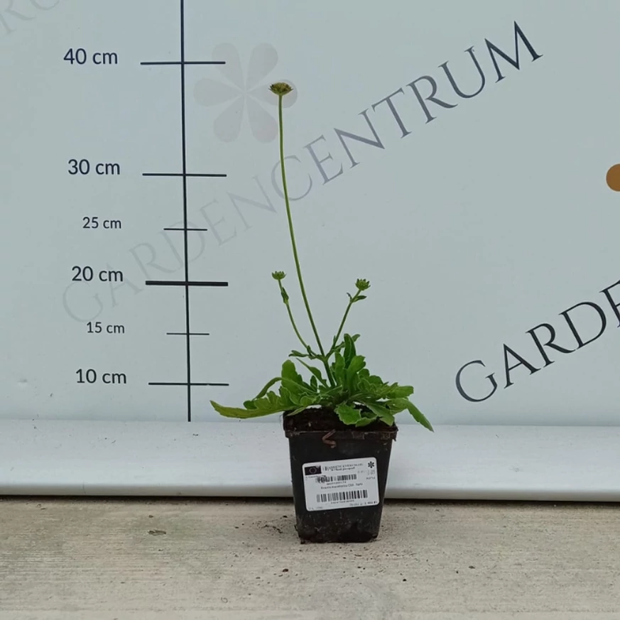 Knautia macedonica într-un ghiveci de 9 cm, în pepiniera noastră în luna august. 