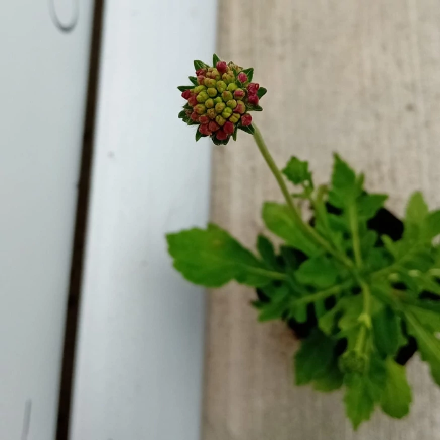 Knautia macedonica la începutul înfloririi în pepiniera naostră. 