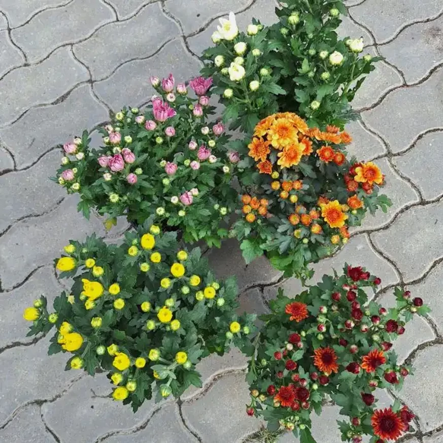 Crizanteme în timpul înfloririi, în pepiniera noastră. 