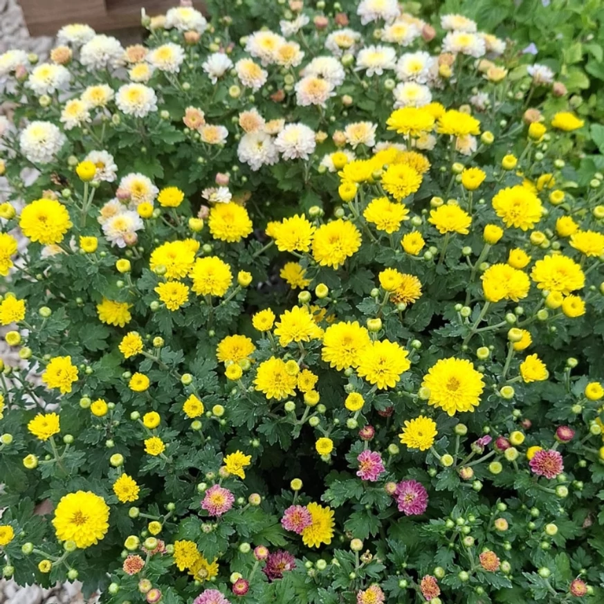 Crizantemă în culori mixte la Gardencentrum. 