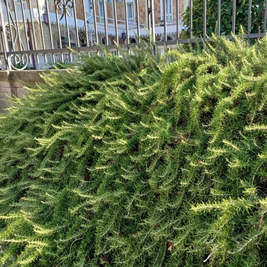  Aspectul rozmarinului târâtor matur într-o plantație în spațiu public.