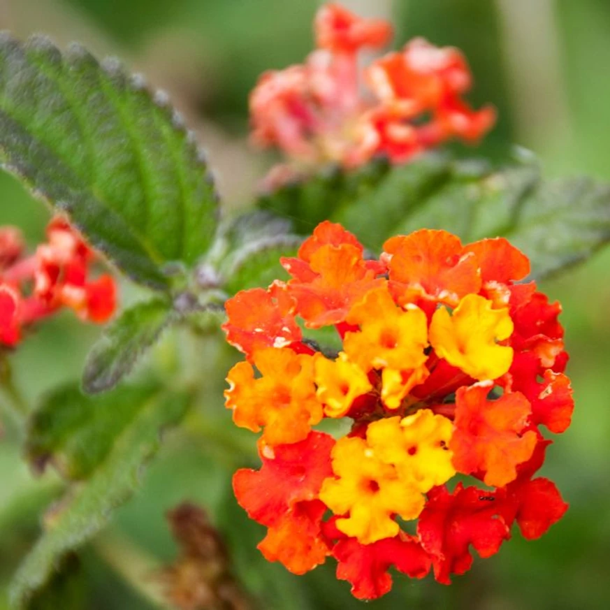 Lantana camara cu flori colorate si frunzele verzi.