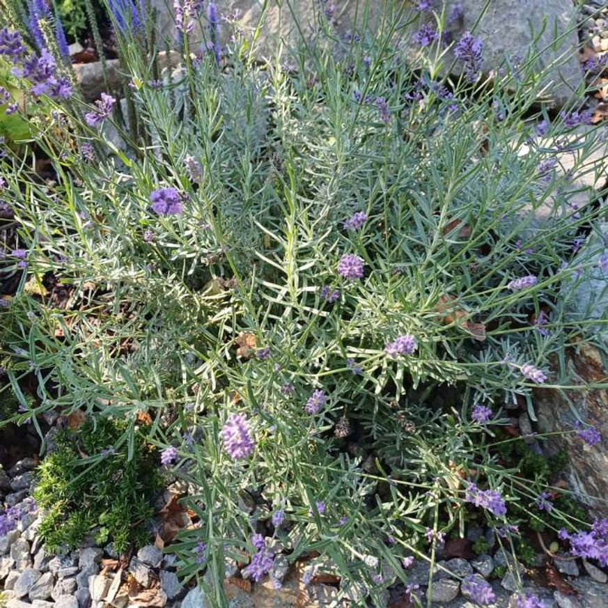 Lavandula angustifolia Hidcote într-o stâncărie.