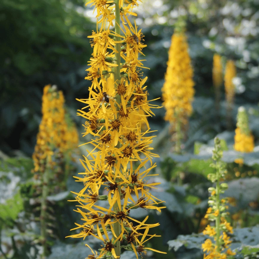 Ligularia