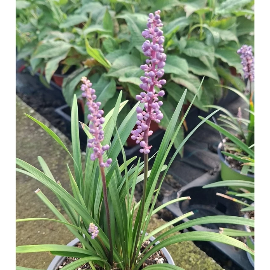 Liriope muscari în timpul înfloririi în pepiniera noastră în luna septembrie. 