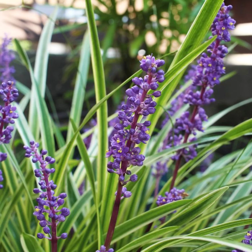 Liriope muscari decorează minunat părțile umbrite ale grădinii. 