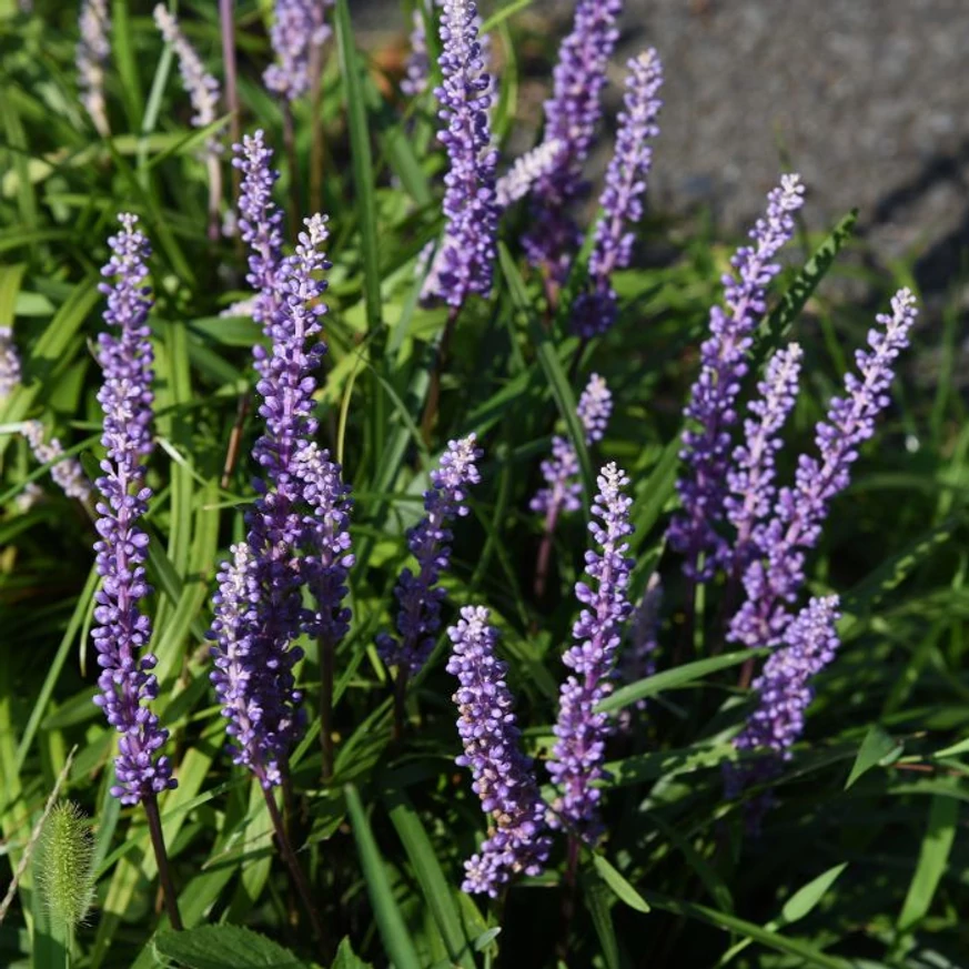 Liriope muscari.