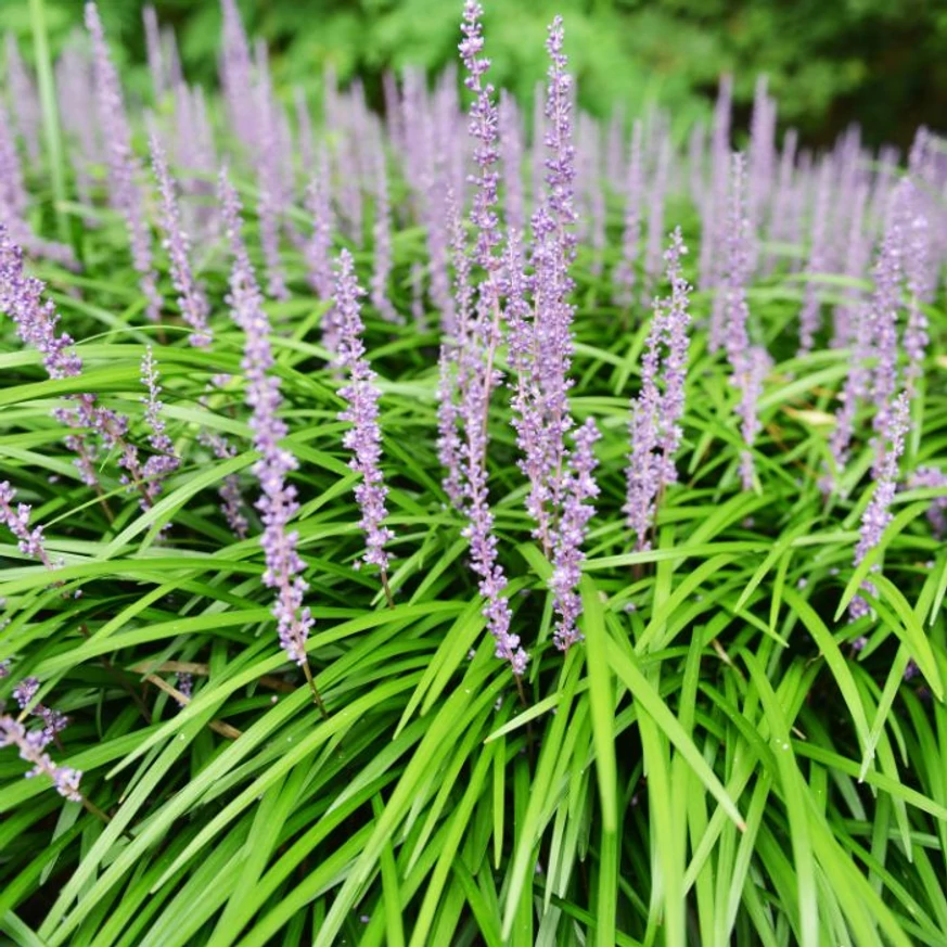 Liriope decorează cu flori violet-albăstrui și frunziș veșnic verde. 