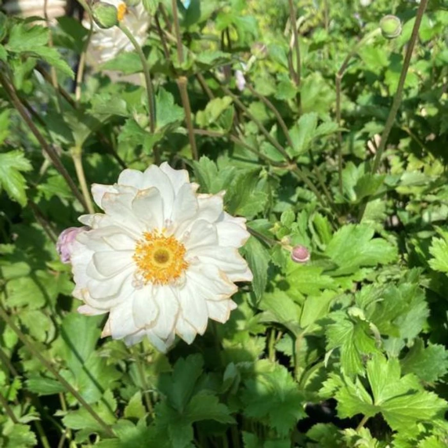 Floarea albă a anemoniei de toamnă. 